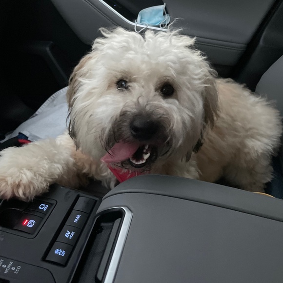 Meet your Posher, Kelly - Picture 1 of 1